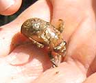 A cicada nymph