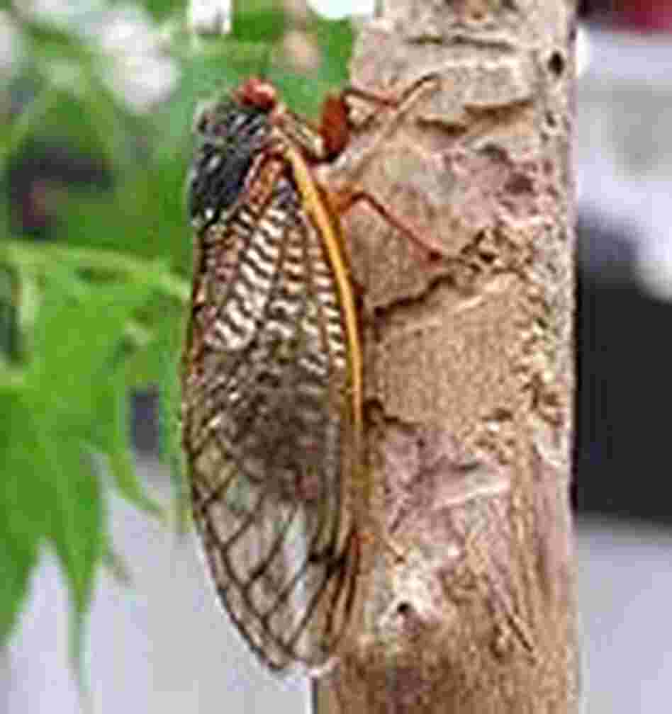 Willie, the first known Brood X adult cicada Willie, the first known Brood X adult cicada