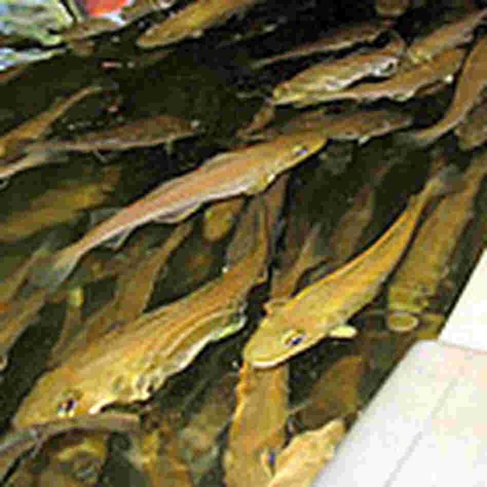 More mature, one-year-old cod in tanks. Credit: Chris Arnold, NPR More mature, one-year-old cod in tanks. Credit: Chris Arnold, NPR
