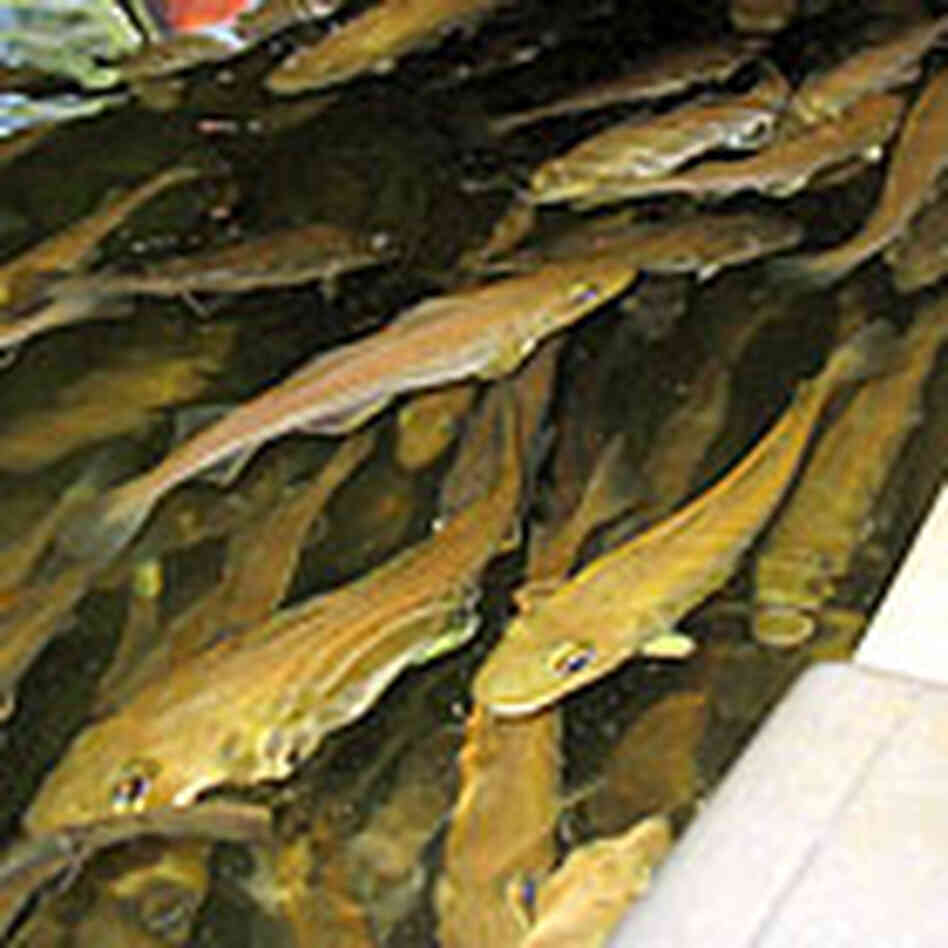 More mature, one-year-old cod in tanks. Credit: Chris Arnold, NPR More mature, one-year-old cod in tanks. Credit: Chris Arnold, NPR