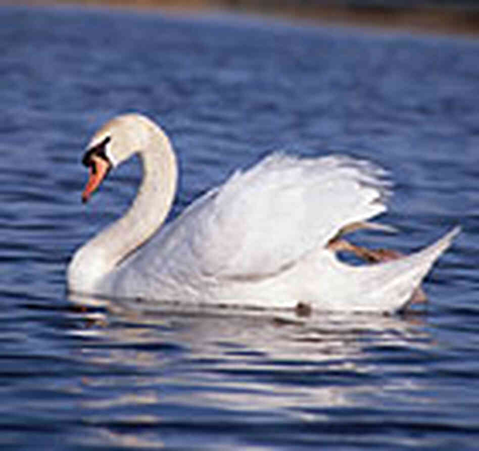 Thousands of mute swans are wreaking havoc on the Chesapeake Bay. Thousands of mute swans are wreaking havoc on the Chesapeake Bay.