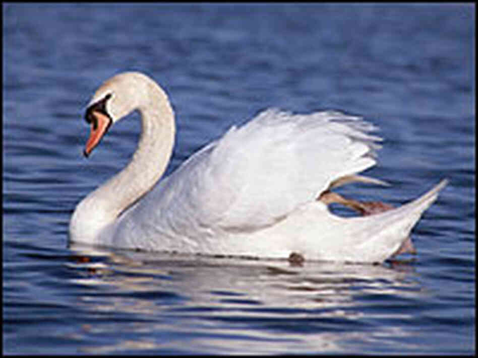 Thousands of mute swans are wreaking havoc on the Chesapeake Bay. Thousands of mute swans are wreaking havoc on the Chesapeake Bay.