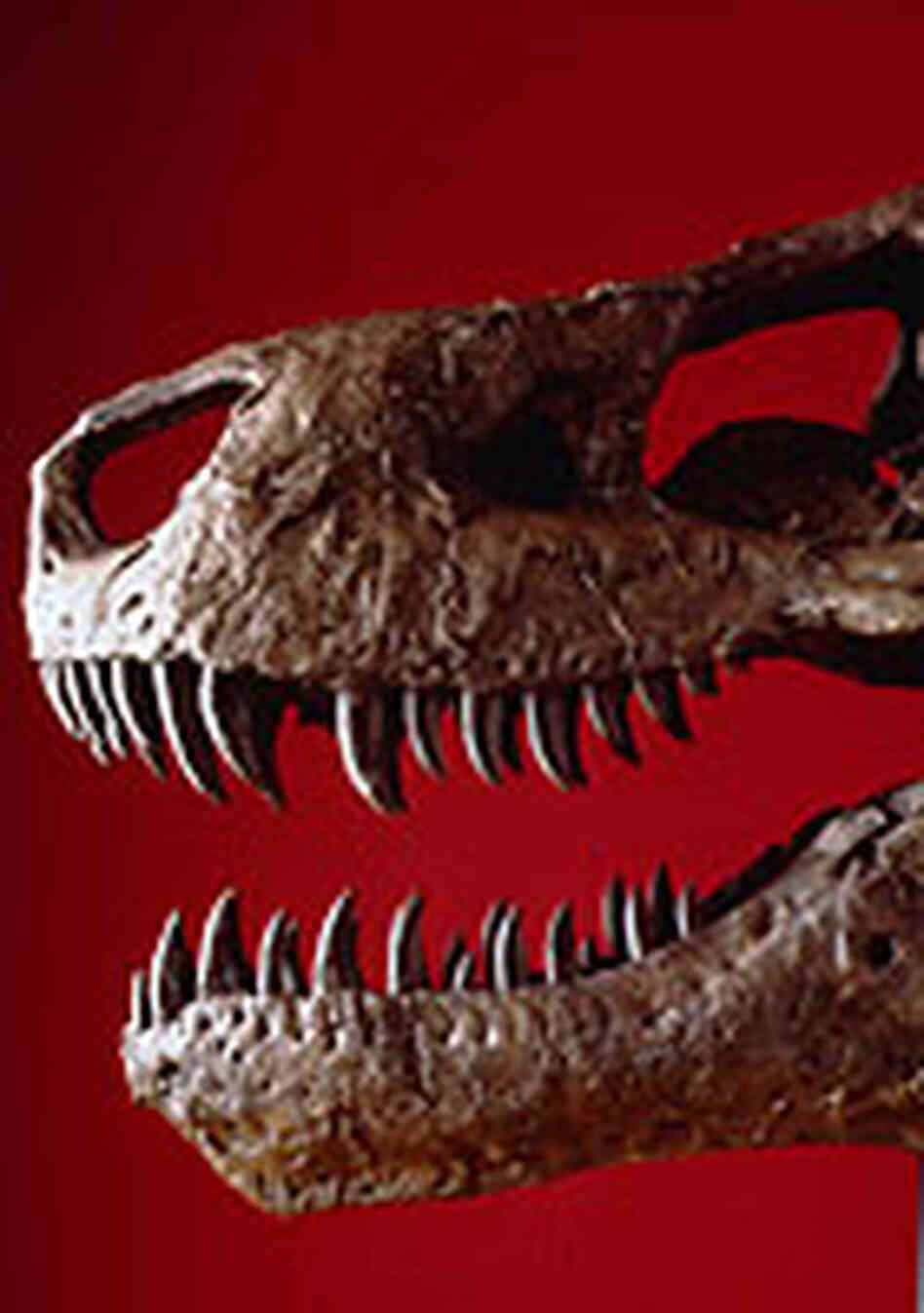 The skull of Sue, a T. rex specimen at Chicago's Field Museum. The skull of Sue, a T. rex specimen at Chicago's Field Museum.