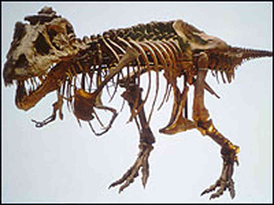 The skull of Sue, a T. rex specimen at Chicago's Field Museum. The skull of Sue, a T. rex specimen at Chicago's Field Museum.