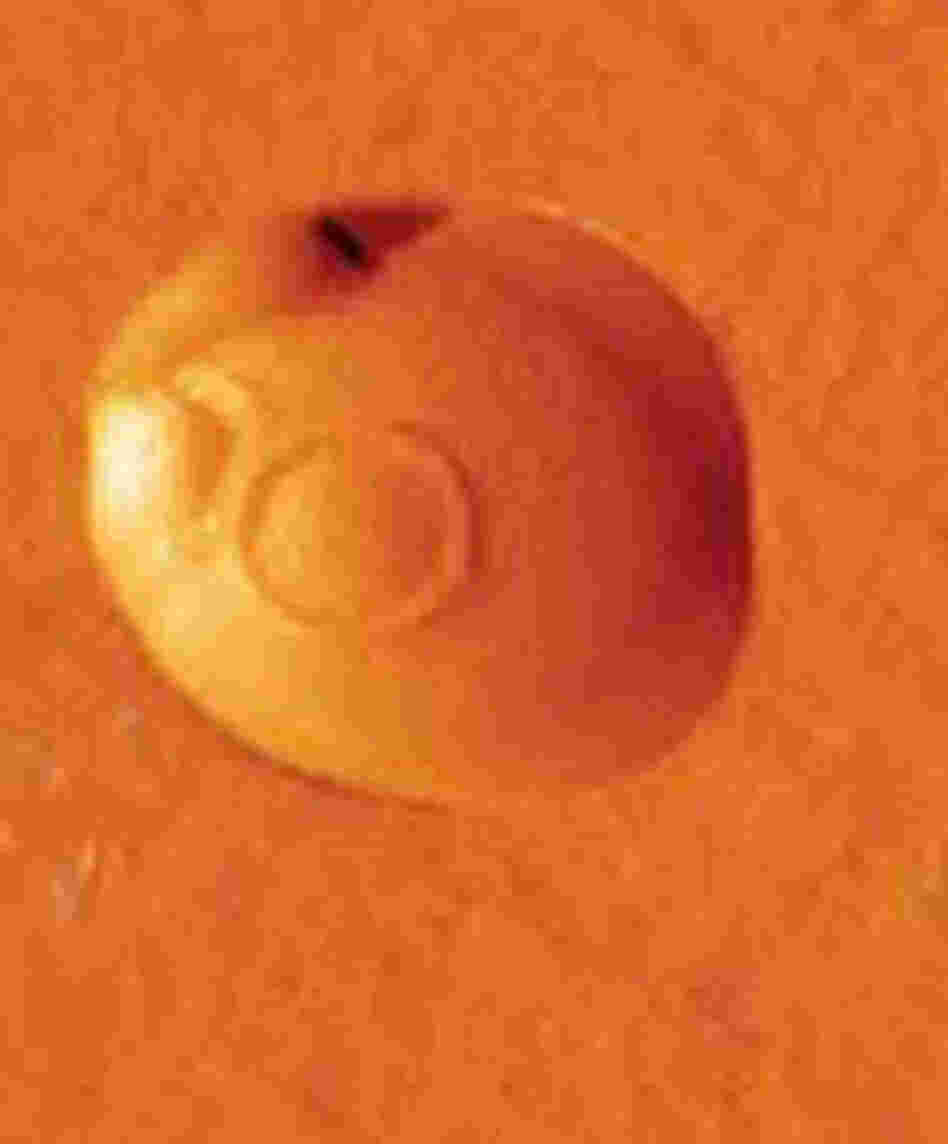 Close-up of an atomic force microscope image of a yeast cell. Close-up of an atomic force microscope image of a yeast cell.