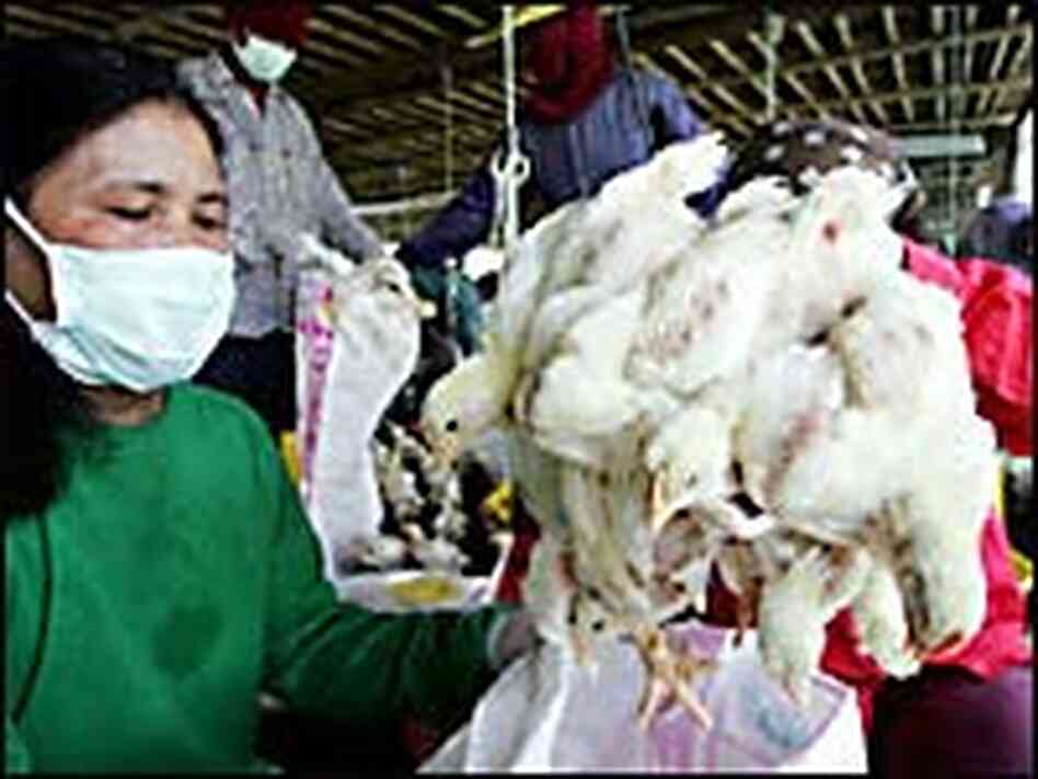 Thai health officials put a chicken into a bag to be culled on a farm north of Bangkok. Thai health officials put a chicken into a bag to be culled on a farm north of Bangkok.