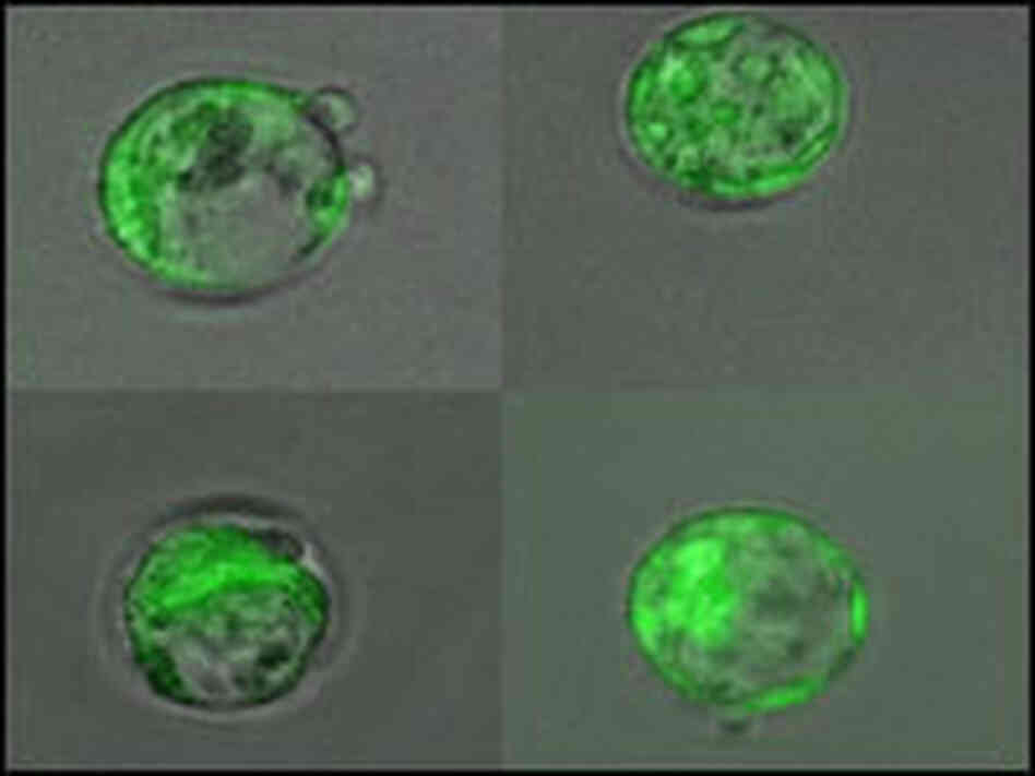 early embryos called blastocysts early embryos called blastocysts