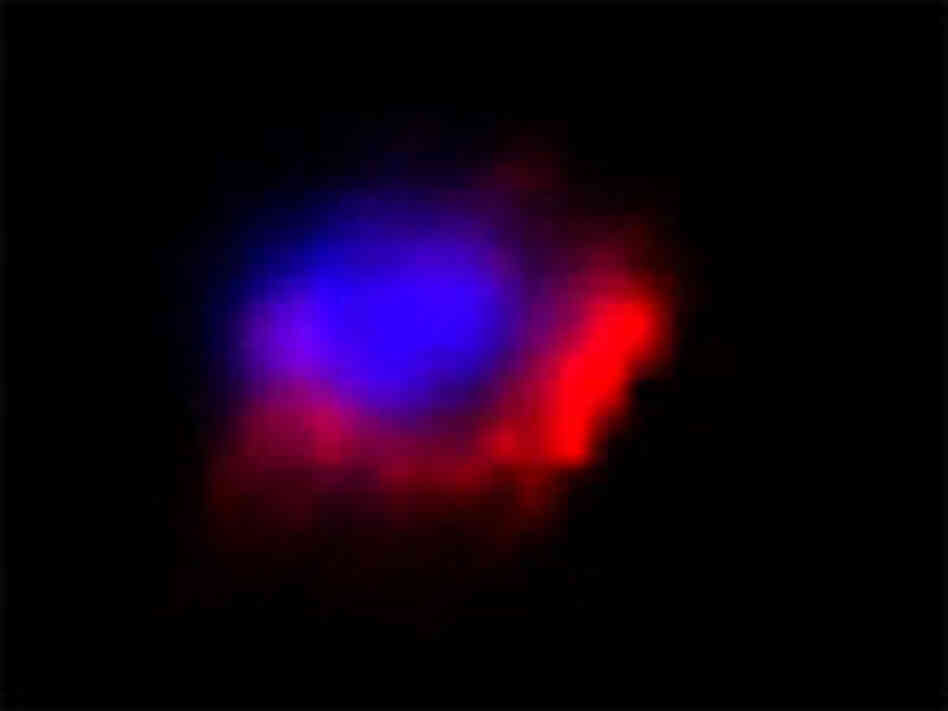A primitive spermatid derived from mouse embryonic stem cells. A primitive spermatid derived from mouse embryonic stem cells.