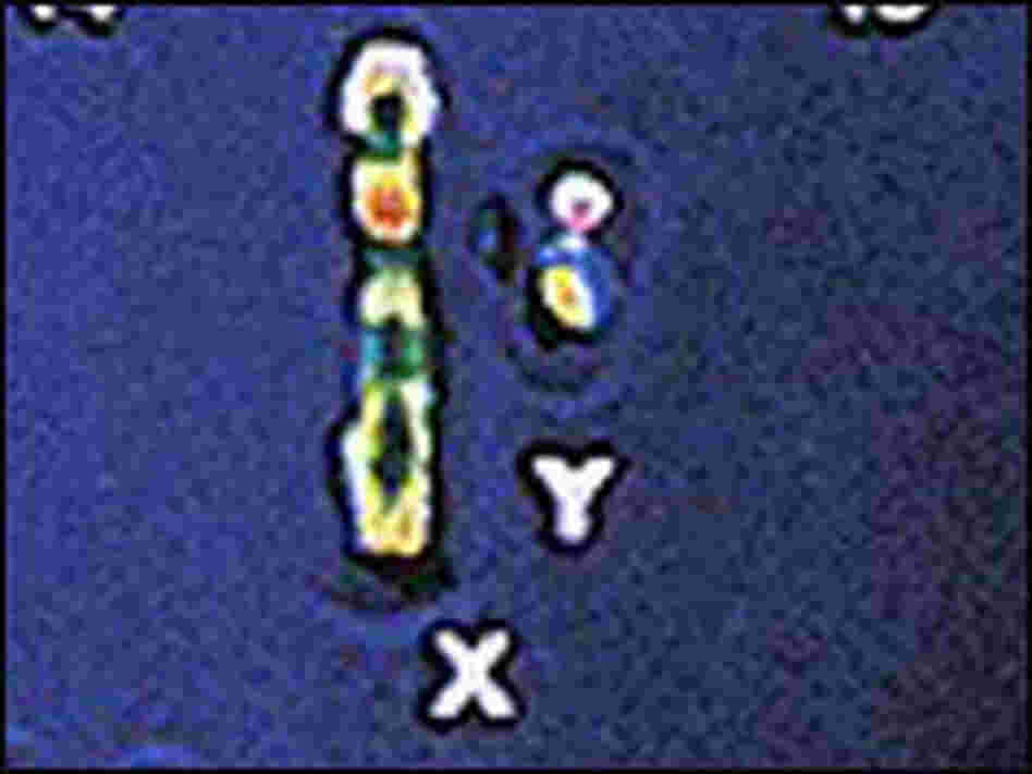 The sex chromosomes -- X and Y -- under the microscope.