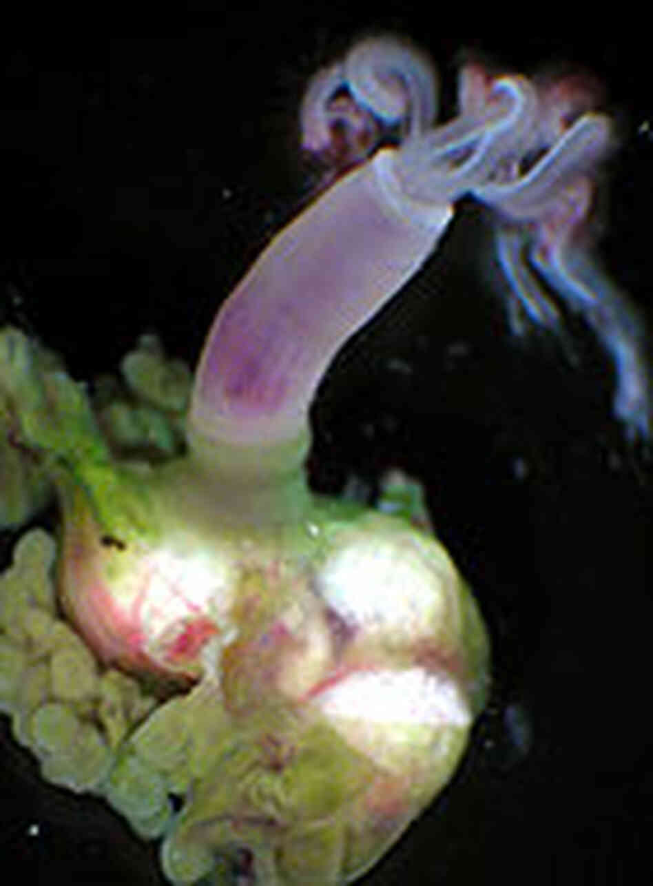 The female Osedax frankpressi. The female Osedax frankpressi.