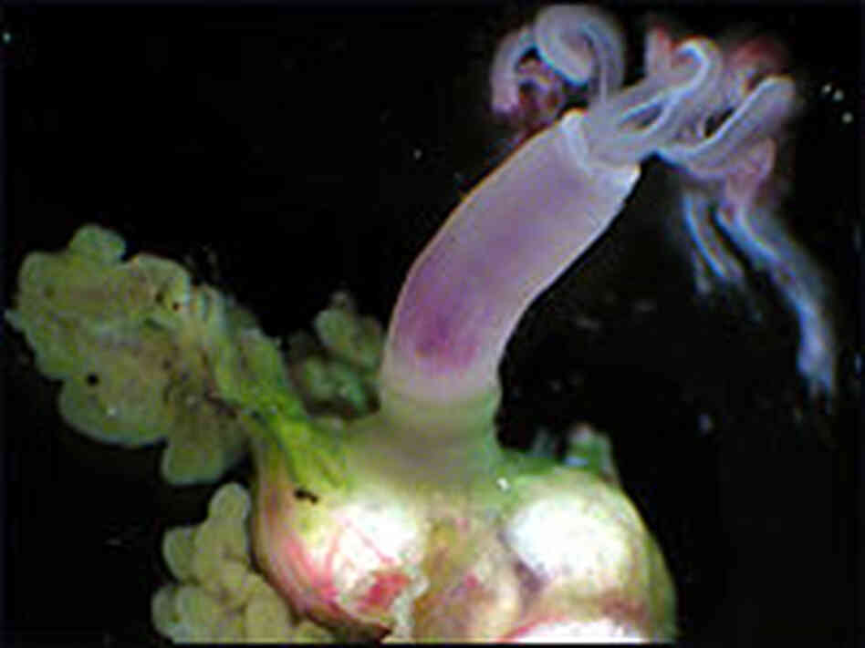 The female 'Osedax frankpressi' The female 'Osedax frankpressi'