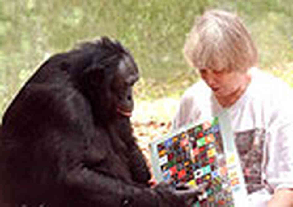 Kanzi and researcher Sue Savage-Rumbaugh. Kanzi and researcher Sue Savage-Rumbaugh.