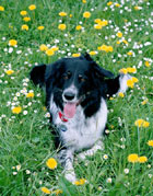 Rico, a 10-year-old Border collie, with a 200-word vocabulary.