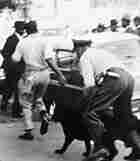 Black segregation protesters flee from a police officer and police dog Black segregation protesters flee from a police officer and police dog