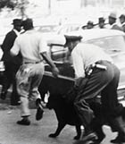 Black segregation protesters flee from a police officer and police dog