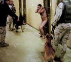 An Iraqi prisoner and American military dog handlers at Abu Ghraib prison