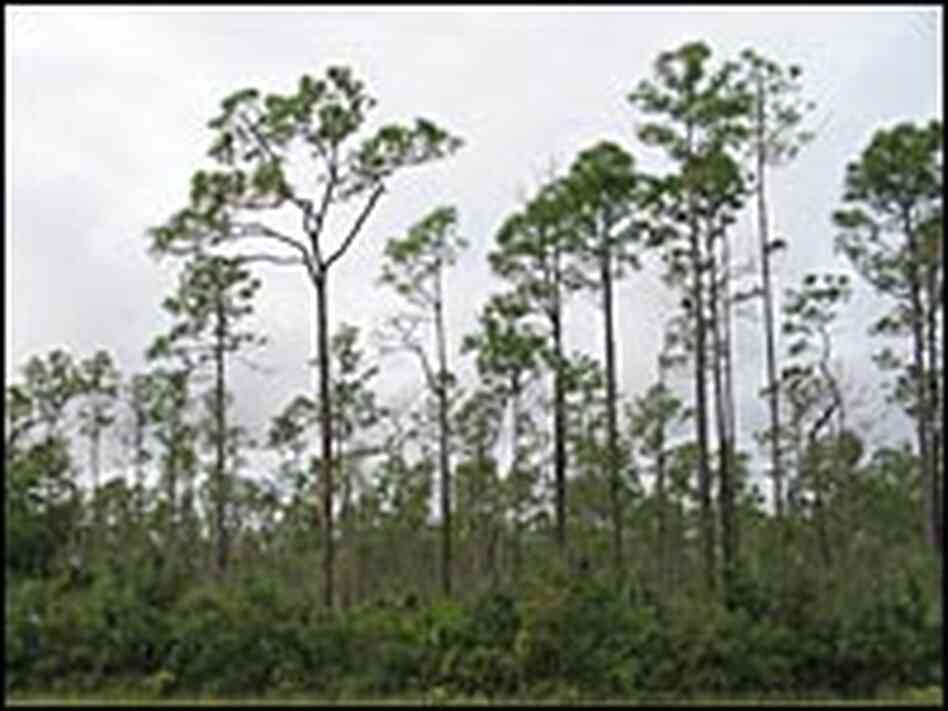 A stand of slash pine in a southern Florida habitat A stand of slash pine in a southern Florida habitat