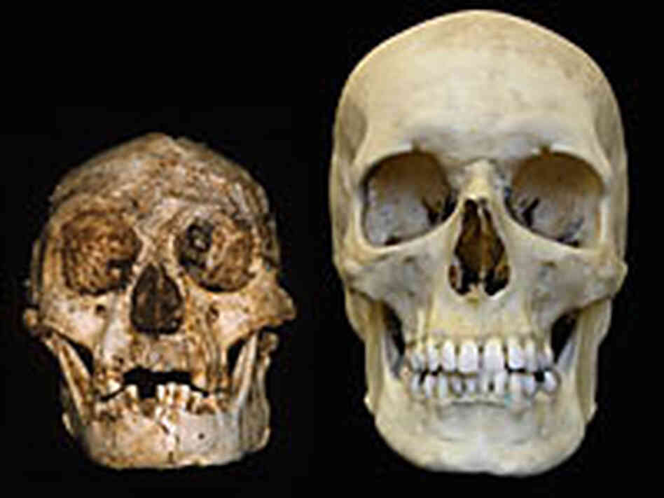 Homo floresiensis and a modern human skull Homo floresiensis and a modern human skull