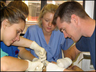 A group of students work on a cadaver. A group of students work on a cadaver.