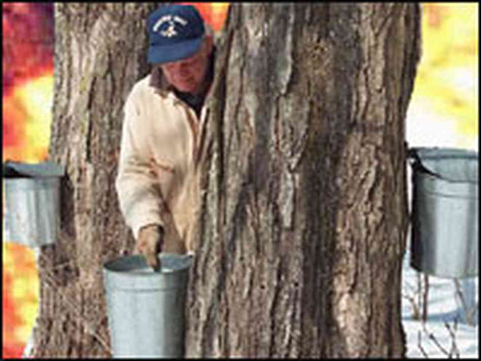 Maple-syrup maker Ryan Tilley -- April Fool's photo Maple-syrup maker Ryan Tilley -- April Fool's photo