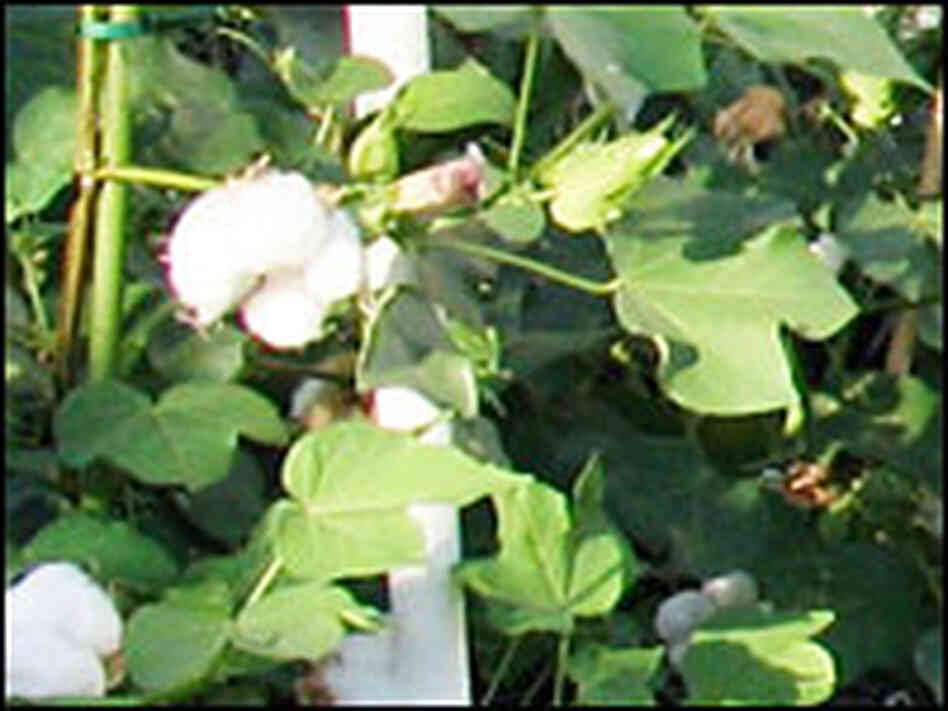 Cotton bolls Cotton bolls