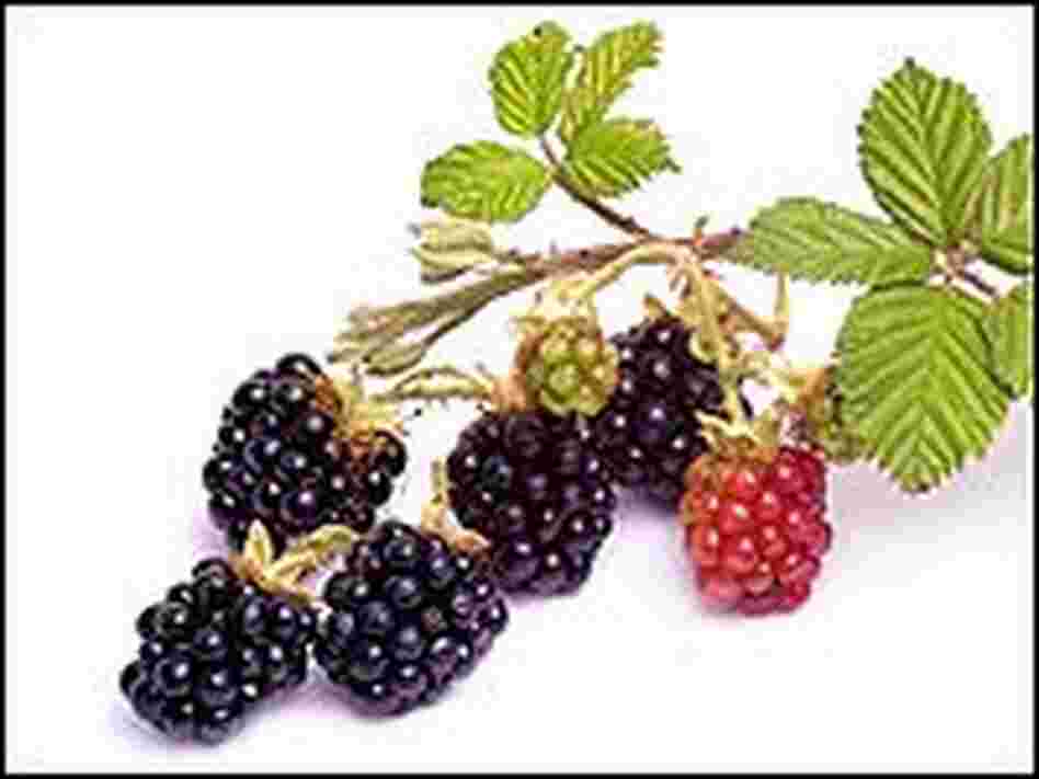 Blackberries, black, red and green Blackberries, black, red and green