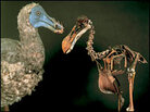 Dodo model and skeleton Dodo model and skeleton