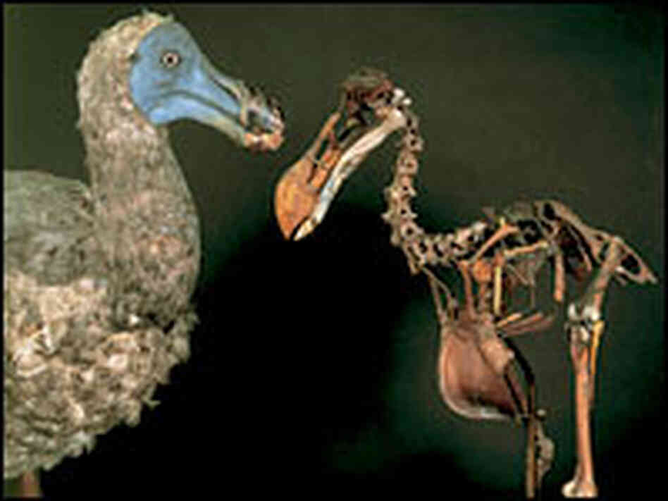 Dodo model and skeleton Dodo model and skeleton