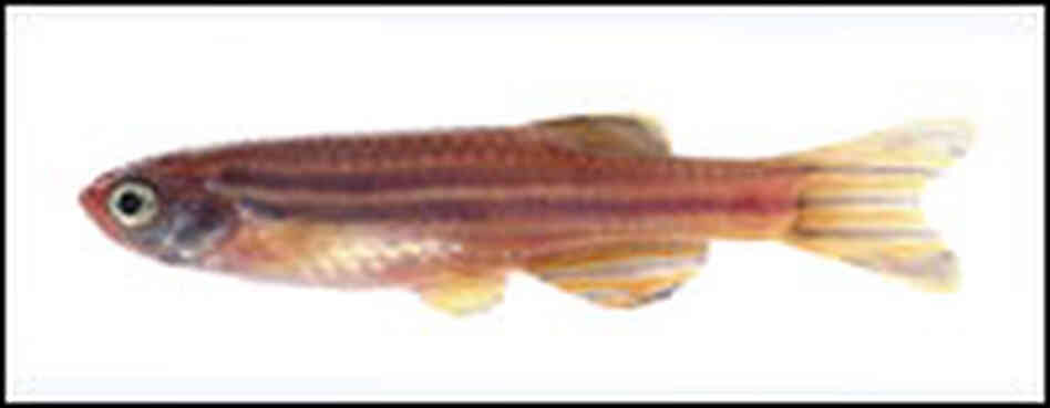 Zebrafish Zebrafish