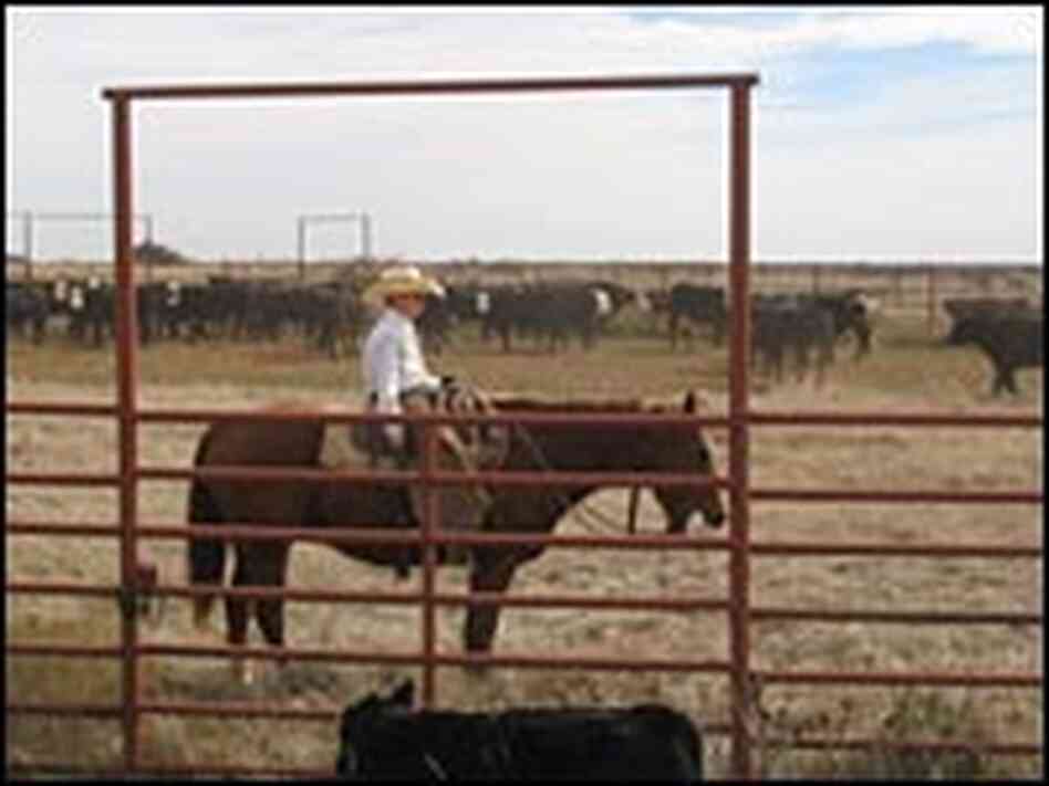 Cole Hatfield, 12, helps cull and brand cattle at the Four Sixes Ranch Cole Hatfield, 12, helps cull and brand cattle at the Four Sixes Ranch