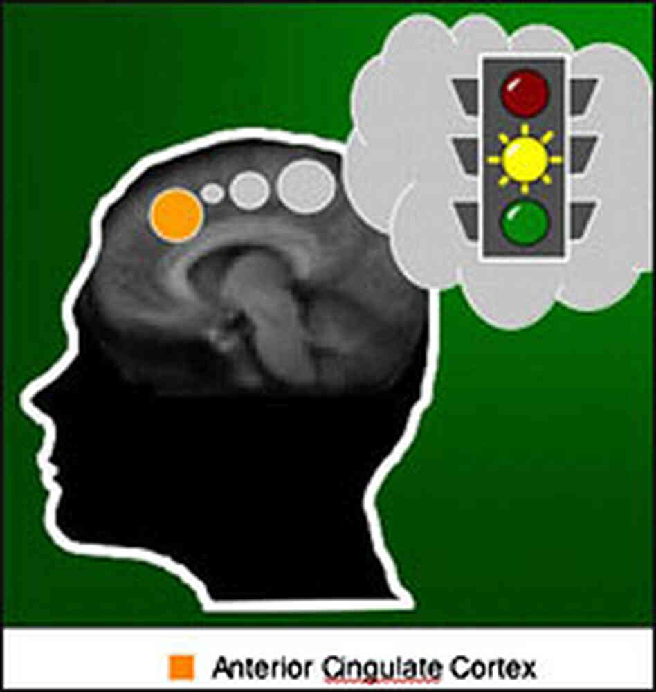 anterior cingulate cortex anterior cingulate cortex