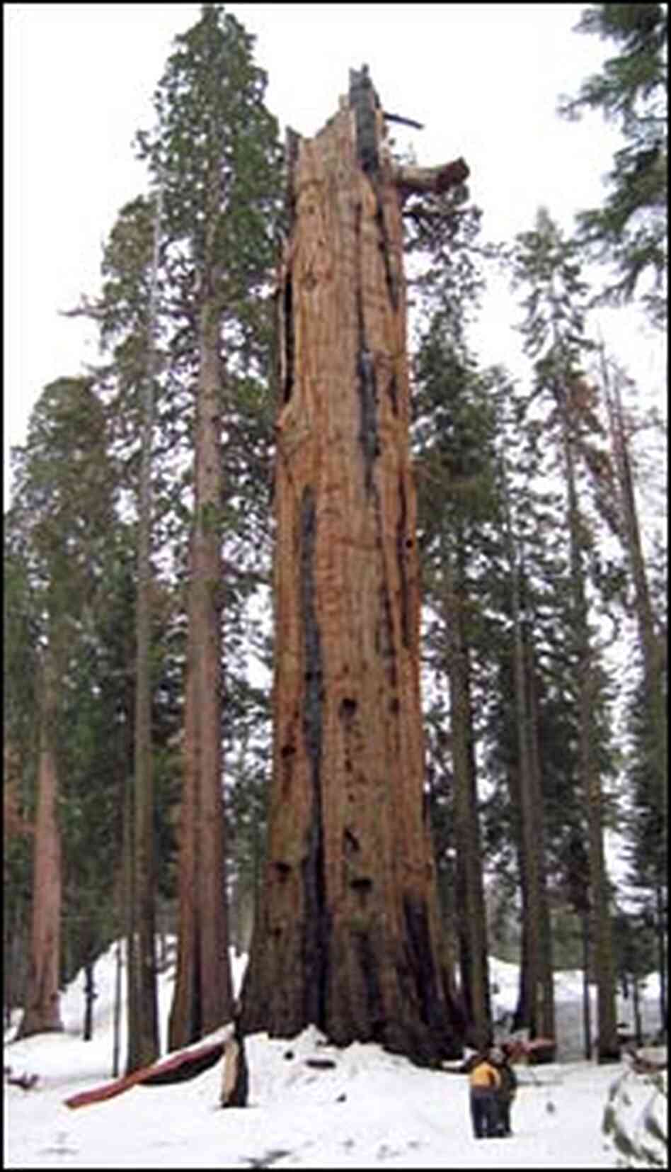 The Washington Tree in February 2005 The Washington Tree in February 2005