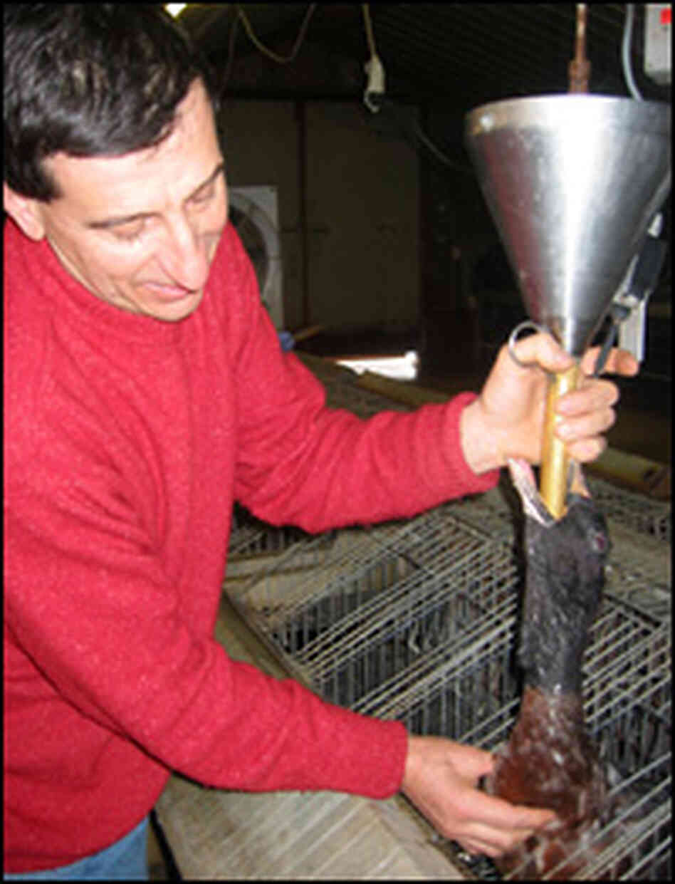 Claude Saint Blancard force feeds a duck. Claude Saint Blancard force feeds a duck.