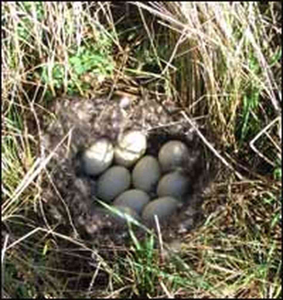 A mallard's nest is tucked away in tall grass in a North Dakota field rented by the CRP. A mallard's nest is tucked away in tall grass in a North Dakota field rented by the CRP.