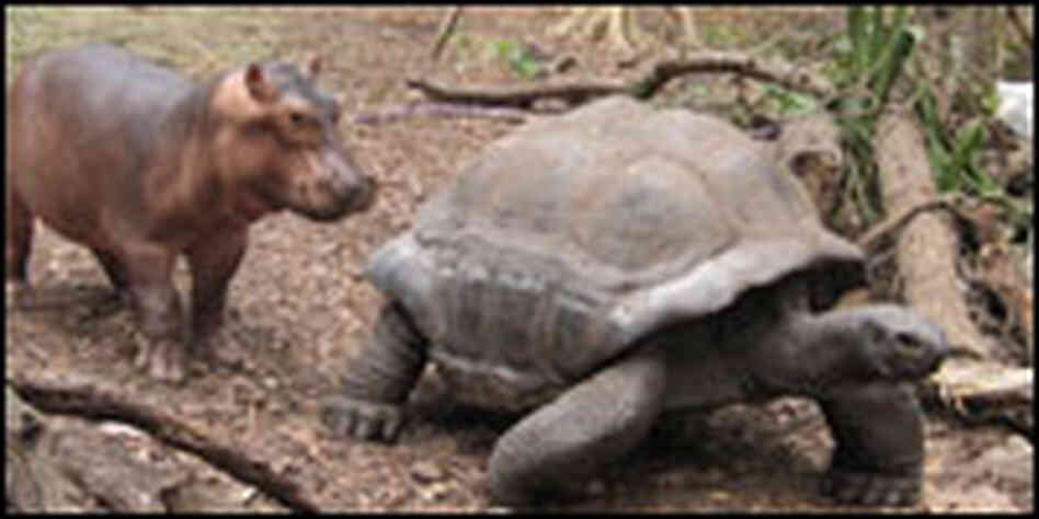 Owen the baby hippo trails after Mzee, the giant tortoise. Owen the baby hippo trails after Mzee, the giant tortoise.