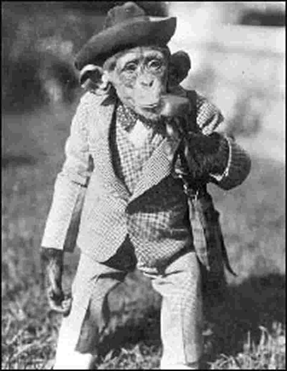 Joe Mendi the chimp Joe Mendi the chimp