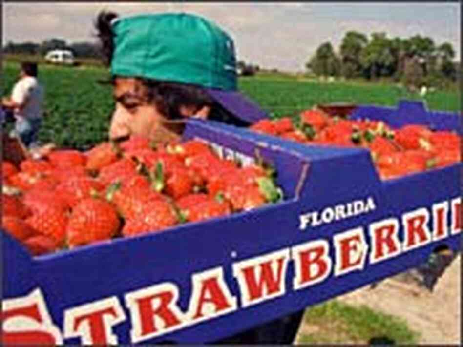 An illegal immigrant carries a box of strawberries on a farm in Florida. An illegal immigrant carries a box of strawberries on a farm in Florida.