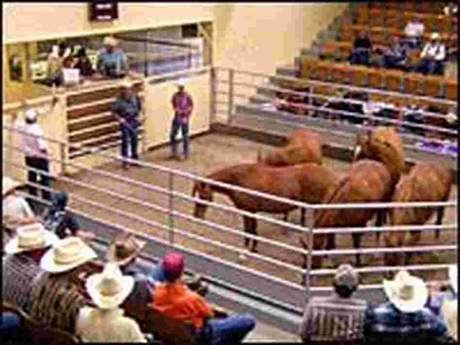 Horses are herded into a small coral at the Winter Livestock Auction in La Junta, Colo. Horses are herded into a small coral at the Winter Livestock Auction in La Junta, Colo.