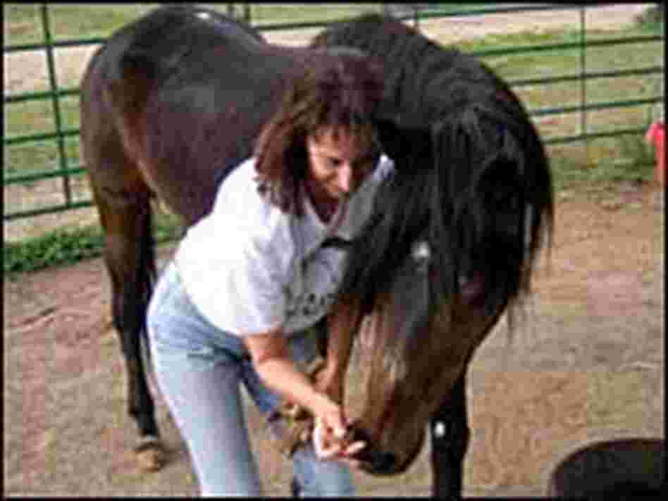 Hilary Wood feeds Lola, a rescued horse Hilary Wood feeds Lola, a rescued horse