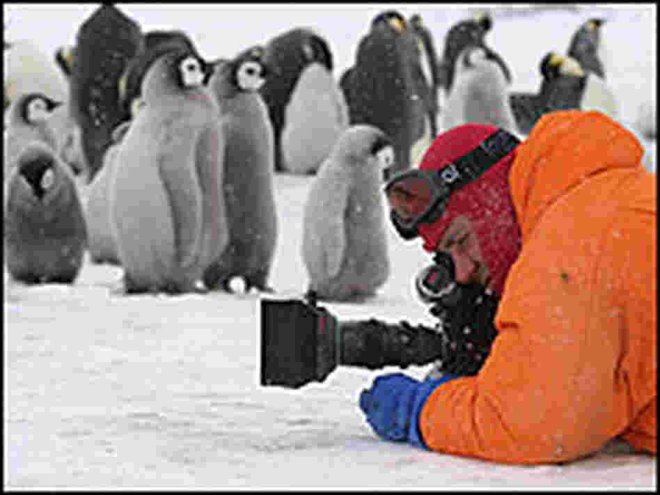 Photographer and penguin. Photographer and penguin.
