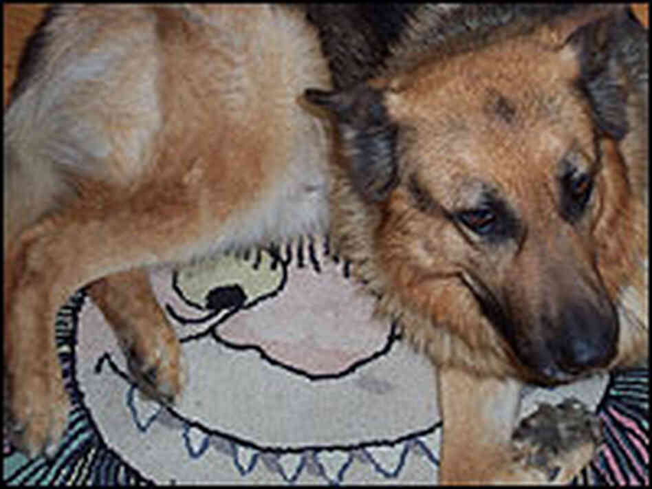 Herman, the German Shepherd, curls up on a 'Wild Things' rug. Herman, the German Shepherd, curls up on a 'Wild Things' rug.