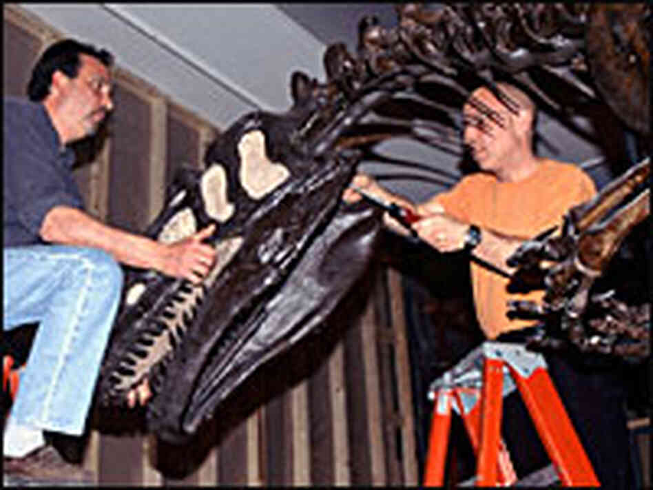 Dinosaur mount makers Paul Zawisha (left) and Larry Lee begin to remove the head of an allosaurus Dinosaur mount makers Paul Zawisha (left) and Larry Lee begin to remove the head of an allosaurus
