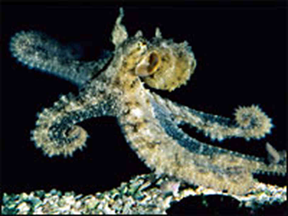 'algae octopus' 'algae octopus'