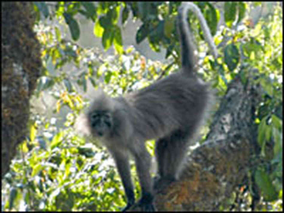 The highland mangabey The highland mangabey