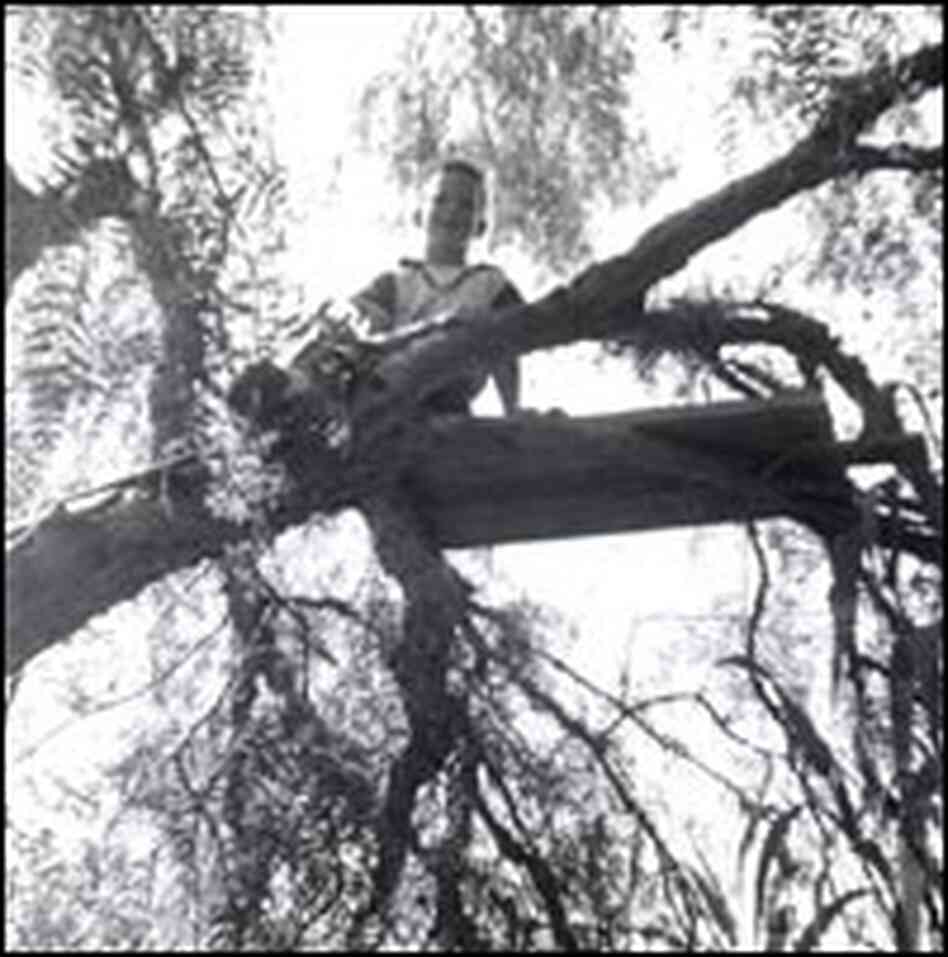 Howard Dully, tree climbing in Los Altos, Calif., 1955. Howard Dully, tree climbing in Los Altos, Calif., 1955.