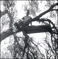 Howard Dully, tree climbing in Los Altos, Calif., 1955.