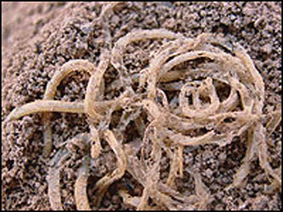 The 4,000-year-old noodles are so well-preserved, they almost look edible.