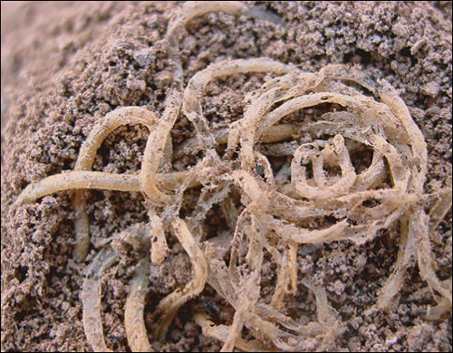 The 4,000-year-old noodles are so well-preserved, they almost look edible.
