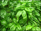 For commentator Jack Staub, basil is the taste of summer. For commentator Jack Staub, basil is the taste of summer.