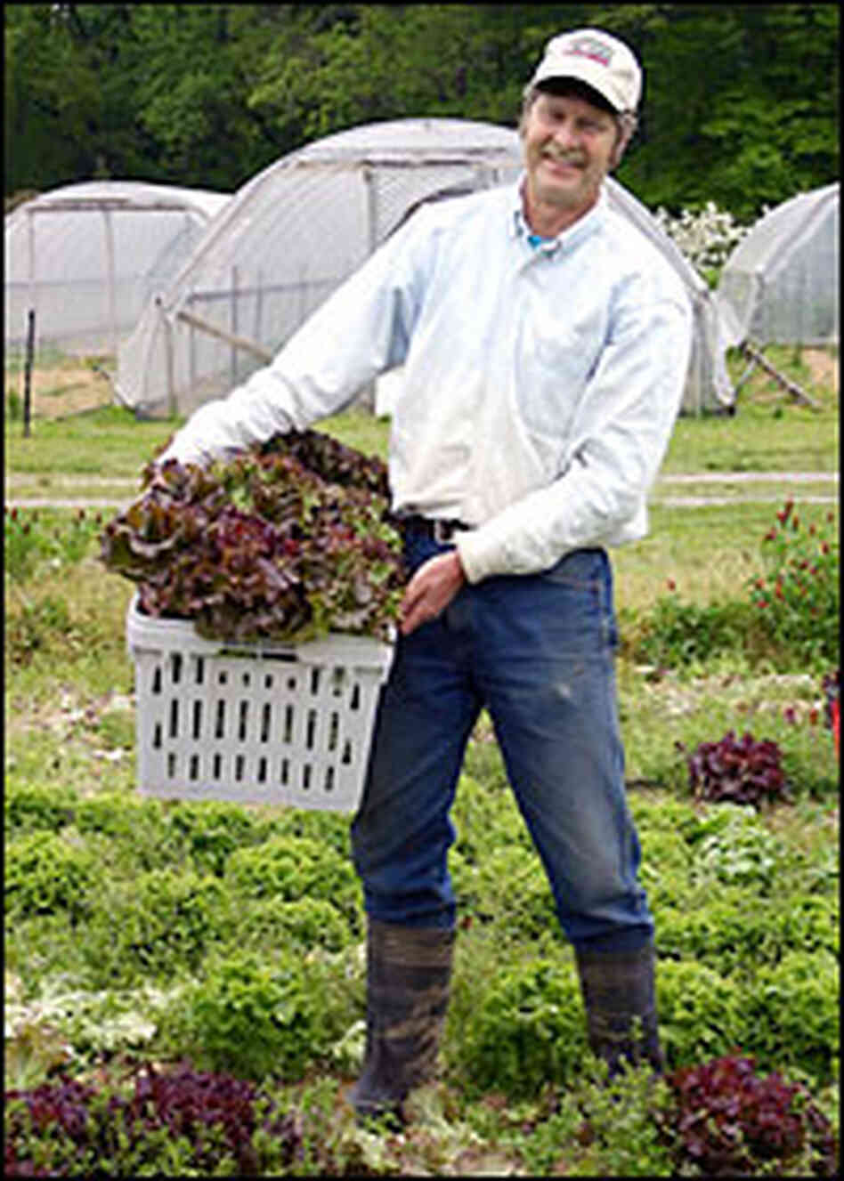 Alex Hitt harvests red-leaf lettuce at Peregine Farm in Graham, N.C.,